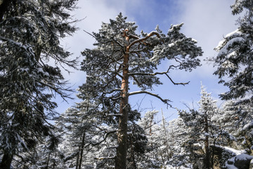 Forest winter mountain landscape. Stolowe Mountains in Poland.