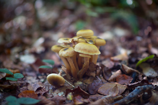 Honey agaric. Beautiful forest landscape with edible mushrooms grow in stump among fallen leaves.