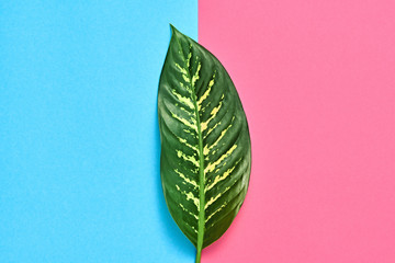 Fototapeta na wymiar Tropical Fresh Palm Leaf. Green Summer Design. Art Bright Pink Blue Color. Fashion leaf, summer. Creative Minimal. Detail