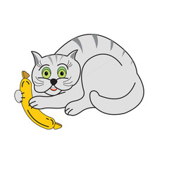 Gray cat with sausage