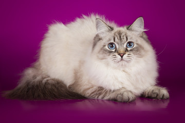 Fluffy beautiful Neva Masquerade cat with blue eyes, posing lying on on studio background.