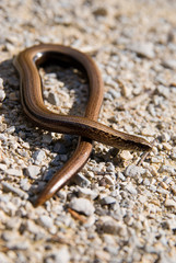 Blindschleiche, Anguis fragilis