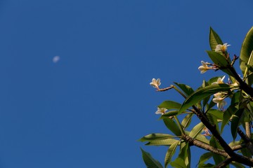 Mauritius, Yang-Ylang Blüte Mond