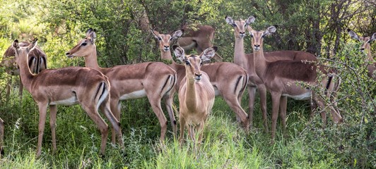 Südafrika