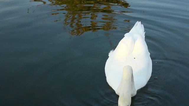 a swan while eating in a lake