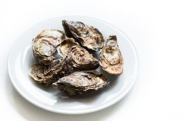 Fototapeta na wymiar Oysters. Raw fresh oysters are on white round plate, image isolated, with soft focus. Restaurant delicacy.