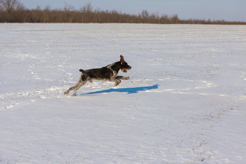 Fototapeta na wymiar Hunting Drathaar in winter, German dog is taking a trail