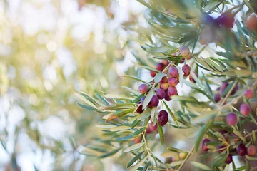 Foto auf Acrylglas Olivenbaum Olivenbaumgarten, mediterranes Olivenfeld zur Ernte bereit. Spanischer Olivenhain, Zweigdetail. Rohe reife frische Oliven.