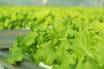 Growing vegetables in a greenhouse.