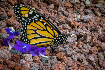 Monarch butterfly resting over small brown rocks