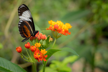 Monarch butterfly on a tropical milkweed flower