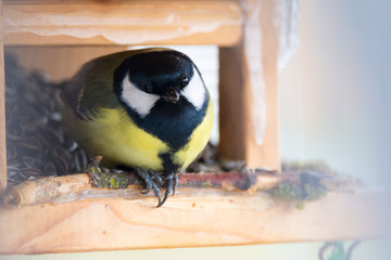 Wet Tit sitting on a perch 