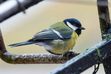 Wet Tit sitting on a perch 