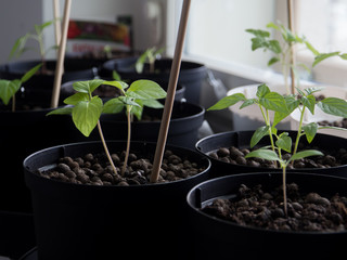 Growing Chili Plants