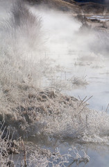 Ice coated plants at edge of hot spring