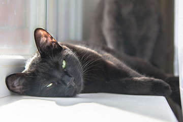 Green-eyed black cat is sleeping