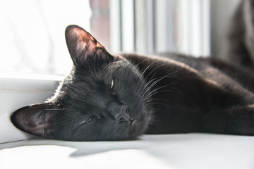 Green-eyed black cat is sleeping