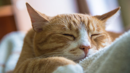Fototapeta na wymiar Green-eyed red cat sleeping on sofa