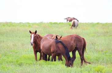 Naklejka na ściany i meble Herd of red hourses in green pasture eating - blurred horse on horizon