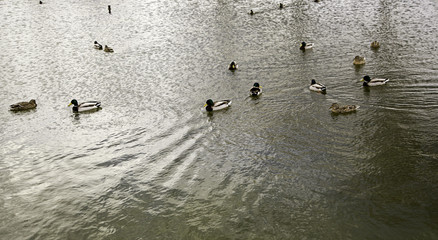 Ducks in pond