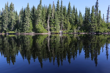 Fototapeta na wymiar Pines lake reflection
