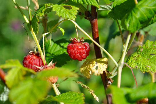 Ripe raspberries on a bush