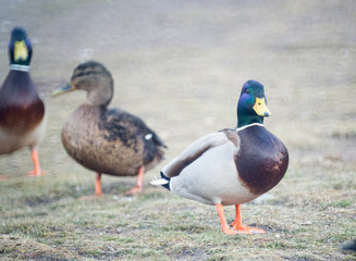 Ducks walking in the park