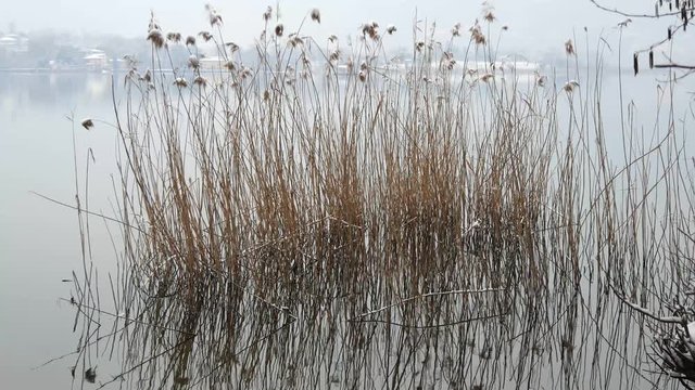 Canneto di lago in inverno