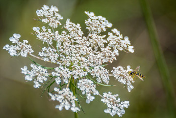 Bright yellow black wasp sits on a white flower with spider webs