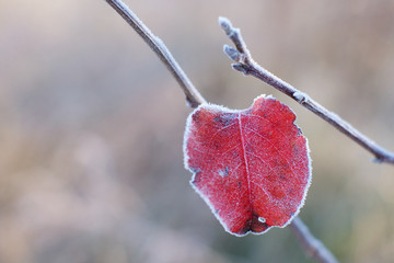 Frosty Leaf
