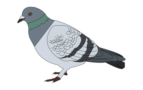 Pigeon cartoon vector illustration