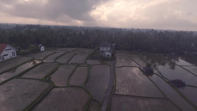 balinese rice terraces at Ubud Bali Indonesia. Aerial rice field patterns filmed in 2k