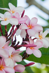 Bermuda Plumeria I