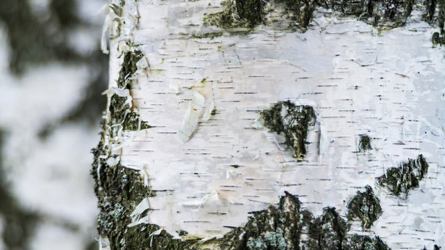 Fototapeta Close up of the birch trunk located on a birchwood background