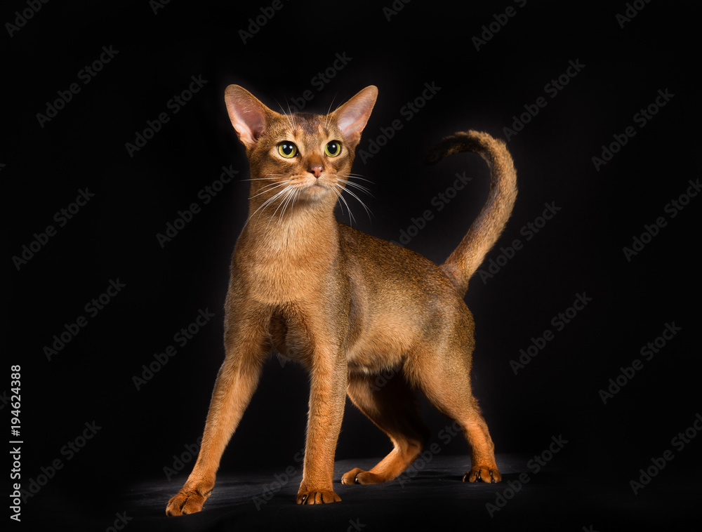 Wall mural Purebred Somali cat isolated on black background