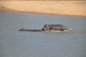 The Afrcan animals. Zambia