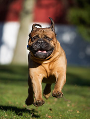 Dog outdoors in nature
