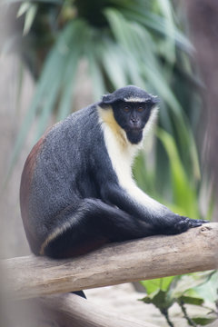 cercopithecus diana, monkey