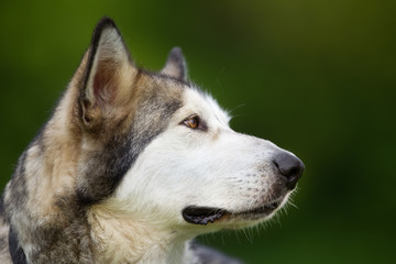 Naklejka na ściany i meble Purebred Alaskan Malamute dog outdoors in nature