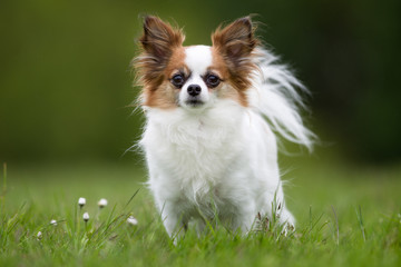 Papillon dog outdoors in nature