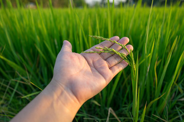Image of young paddy of the jasmine rice on the left hand.