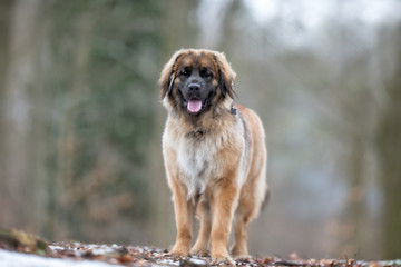 Leonberger dog