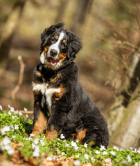 Berner sennen dog