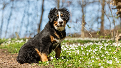 Fototapeta premium Berner sennen dog