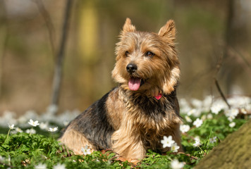 Terrier dog