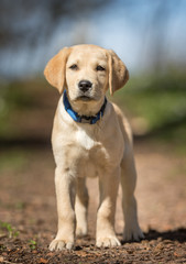 Young labrador retriever dog puppy