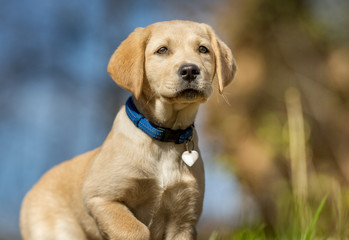 Young labrador retriever dog puppy