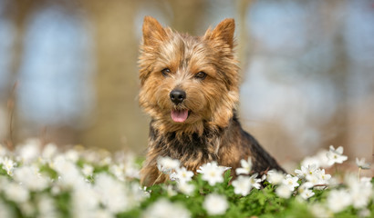 Terrier dog
