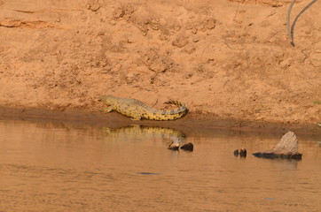 The Afrcan animals. Zambia