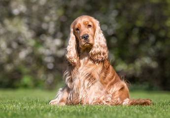 Cocker spaniel dog